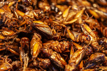 exotic asian food, fried grasshoppers