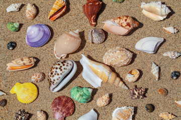 Thailand. Tropical landscape. Seashells in the sand