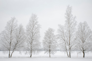 Fototapeta na wymiar Frosty tree in a cold morning