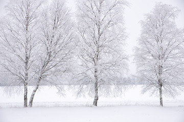 Fototapeta na wymiar Frosty tree in a cold morning
