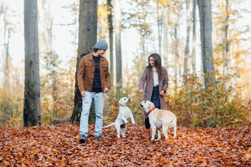 A young beautiful couple and their two golden labrador are walking in the autumn park.