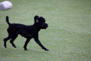 Happy puppies in a private playground