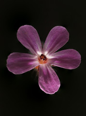 Fototapeta na wymiar Small purple flower showing delicate hairs and petals