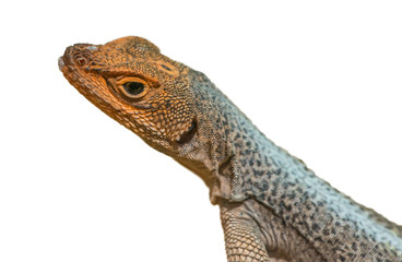 portrait of small galapago lava lizard with orange head white background