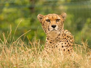 Naklejka na ściany i meble cheetah laying on ground in grass