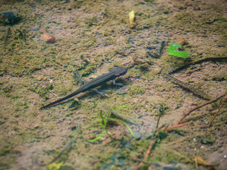 オオサンショウウオ