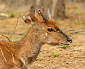Obraz premium portrait of antelope kudu young male