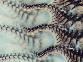 black and white abstract fractal background 3d rendering illustration