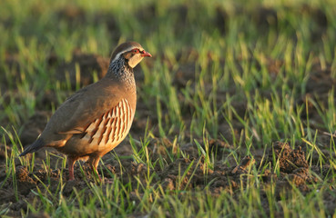 A stunning Red-Legged Partridge, Alectoris rufa, feeding in a farmers field in the UK, at first light.