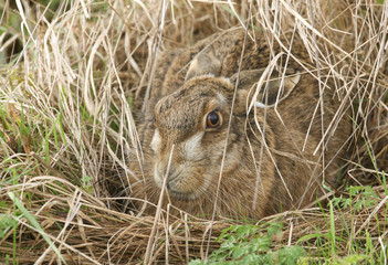 A Brown Hare, Lepus europaeus,  sheltering in a form, which is a shallow depressions in the ground...