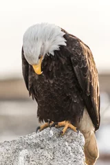 Zelfklevend Fotobehang portrait of an eagle © Jonathan