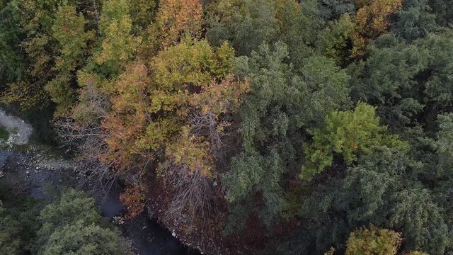 Gorgeous Autumn aerial landscape looking down on a forest river. Rising aerial drone shot.