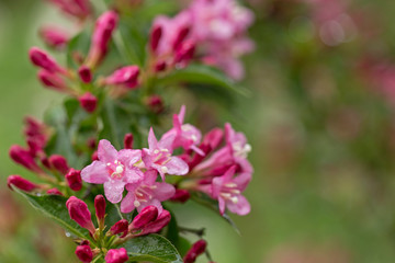 Beautiful pink flowers Weigela. Blooming pink Weigela (Weigela florida). Flowers of weigela florida. Blooming pink Weigela (Weigela florida) in spring garden in sunny day