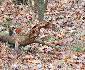 scary monster from the thicket