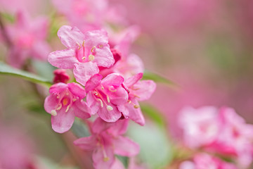 Beautiful pink flowers Weigela. Blooming pink Weigela (Weigela florida). Flowers of weigela florida. Blooming pink Weigela (Weigela florida) in spring garden in sunny day
