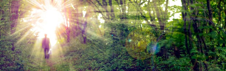 rainbow in the forest