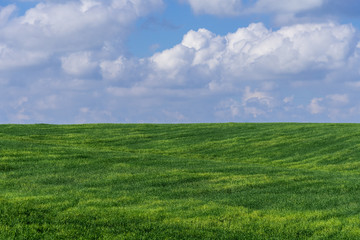 Fototapeta premium Green big meadow with flowers in Pura Nature Reserve in the Shikma River Basin with blue cloudy sky Landscape of Israel
