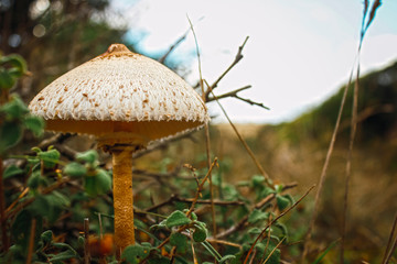 A giant mushroom from below in a forest of Les Landes. France