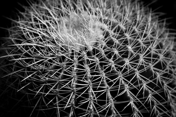 Naklejki  Kaktus natura tekstura tło. czarny biały