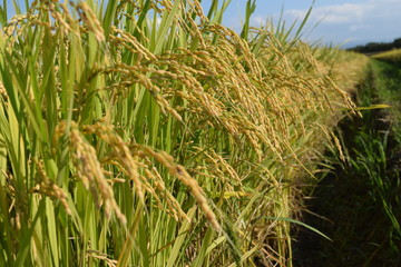 黄金色に稔った稲穂