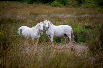 Obraz premium deux chevaux camarguais