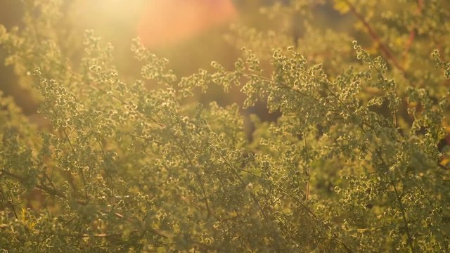 stems and seeds of ragweed in the sun