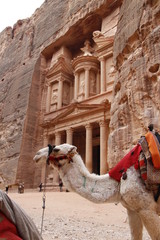 Camello en jordania con un templo detrás