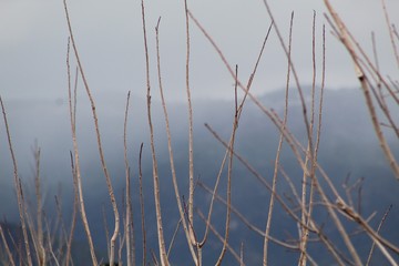 branches 