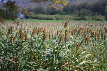 Nakhon Ratchasima,Thailand-December 7, 2019: barnyard millet (Echinochloa esculenta)or Japanese millet or sanwa millet or hie in Thailand