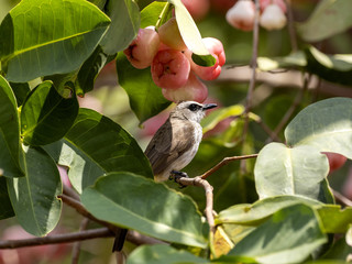 Yellow-vented Bulbul, Pycnonotus goiavier eats brush cherry tree Bali, Indonesia
