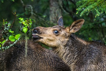 Baby Moose in the forest