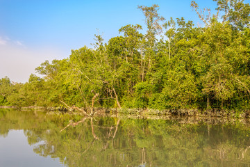 Nature in Laodob area in Sundarbans national park - Bangladesh