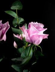 Rose. Flower. Head. Gift. Black. Deco. Love