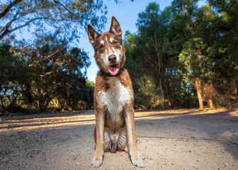 Harley the husky