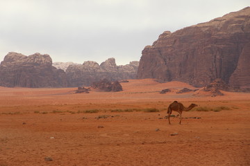 desierto en Jordania con camello y montañas al fondo