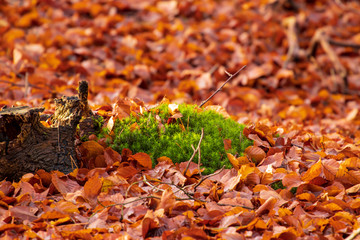 Sonnenstrahlen in der winterlichen Waldlandschaft