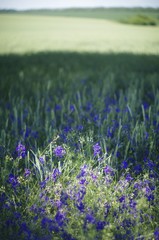 field of lavender flowers