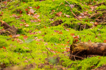 Sonnenstrahlen in der winterlichen Waldlandschaft