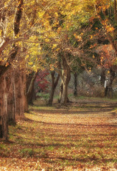 錦秋の公園と落ち葉の風景