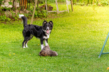 Dog and cat playing on the Sunny lawn. Selective focus.