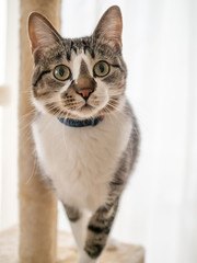 Fototapeta premium キャットタワーで遊ぶ猫