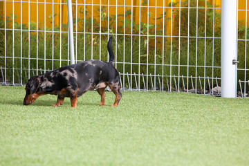 Happy puppies in a private playground