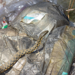 Dice snake warming up the body while lying on black polyethylene packages with garbage at early...