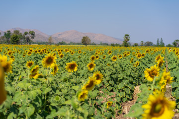 Fototapeta na wymiar sunflower field of sunflowers