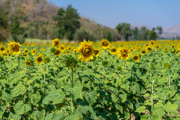 sunflower field of sunflowers