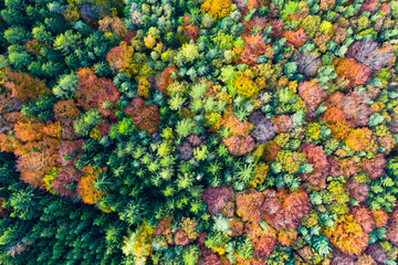 Fototapeta na wymiar Impressive colorful autumn landscape of trees
