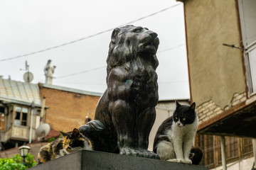 figure of a stone lion near the synagogue in Tbilisi