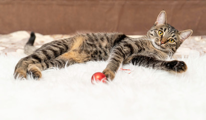 photo of a striped kitten playing with a Christmas toy