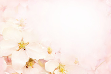 Spring blossom/springtime apple bloom, bokeh flower background, pastel and soft floral card, toned	