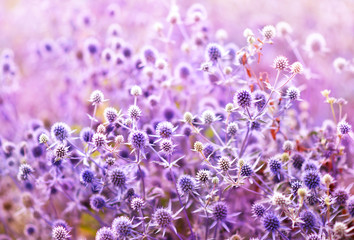 Summer blossoming eryngium planum (eryngo/amethyst sea holly); blue, purple and violet flowers bloom, shallow DOF, toned